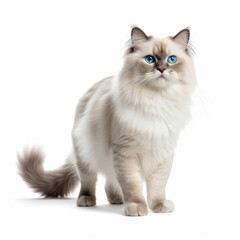 A Ragdoll Cat (Felis catus) as a model, posing on a tiny runway.