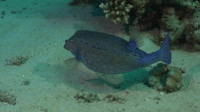 Cube trunkfish close up in the Red Sea