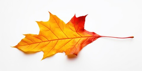 Obraz premium Beautiful, bright colorful natural autumn dry curved maple leaf in yellow, orange, red tones on white background with light shadow, side view