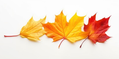 Fototapeta premium Beautiful, bright colorful natural autumn dry curved maple leaf in yellow, orange, red tones on white background with light shadow, side view