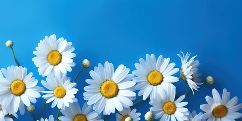 Obraz premium Beautiful chamomile flowers on a bright colorful blue background. Floral summer spring background for design