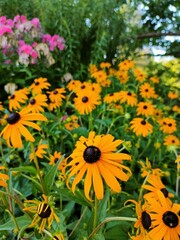 Yellow flowers in the garden