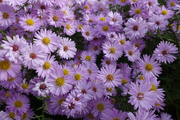 Completely opened light pink flowers of Michaelmas daisies in October