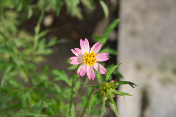 cosmos flower in the garden