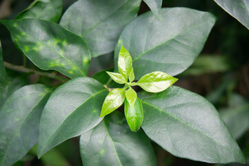 green leaves for the background