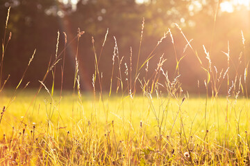 Nature background. Beautiful meadow with wildflowers at sunset. Beauty nature field background with...