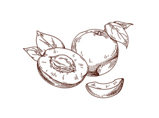 Outlined apricot, engraved etched drawing. Contoured fruit, cut half with pit composition, handdrawn sketch in vintage retro detailed style. Hand-drawn vector illustration isolated on white background