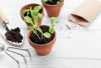 Gardening concept, planting at home