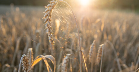monochrome beige shot of wheat against backdrop of golden setting sun. Selective soft focus on one spikelet and thin cobweb. grain deal. The value of grain for humanity. Wealth and beauty of nature