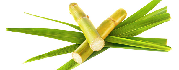 Sugar Cane with Leaves - Transparent PNG Background