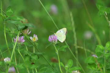 ムラサキツメクサの蜜を吸っているモンキチョウ
