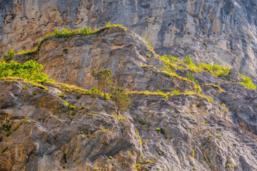 Trigrad gorge canyon of vertical marble rocks in rhodope mountains