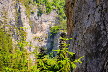 Trigrad gorge canyon of vertical marble rocks in rhodope mountains