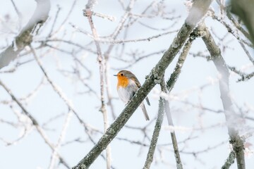 robin on snowy branch