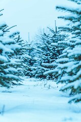 Christmastrees in the snow