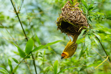 close-up of taveta golden-weaver perching on nest