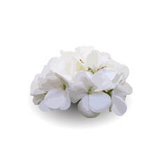 White hydrangea isolated on white background, white flower.