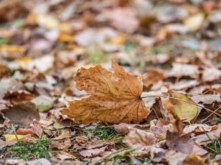 Orange and yellow fallen leaves in the sunlight.