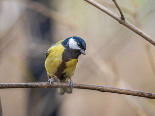 Cute bird Great tit, songbird sitting on the branch with blured background