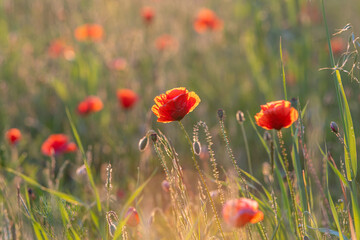 Obraz premium Mohnblüten auf einer Wiese