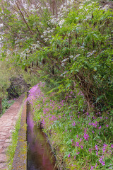 Colorful flowers along the Rabacal levada. The 25 fountains levada is one of the most popular in Madeira Island.