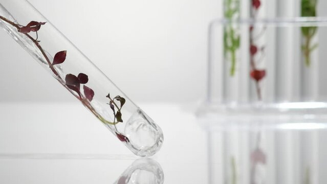 Close up view of red seaweed inside a transparent test tube, liquid is pouring into it. Seaweed has anti-aging and anti-inflammatory benefits