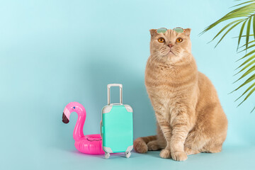 Funny cat wearing sunglasses sitting next to the blue suitcase and flamingo rubber ring. Travel concept, tours sale. Tour operator sale banner, summer vacation vibes. Adventure. Pet hotel - obrazy, fototapety, plakaty