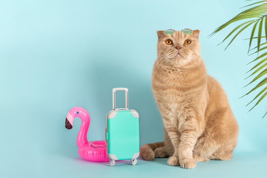 Funny cat wearing sunglasses sitting next to the blue suitcase and flamingo rubber ring. Travel concept, tours sale. Tour operator sale banner, summer vacation vibes. Adventure. Pet hotel