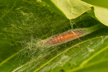 macro of a caterpillar