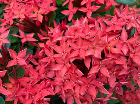 (Ixora) red flowers.