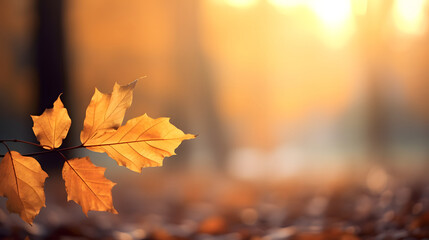 Naklejka na ściany i meble beautiful autumn leaves with sunlight in the park