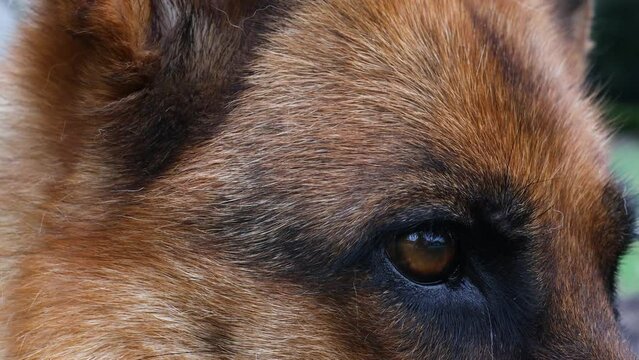 Cinematic closeup shot of german shepard dogs eye