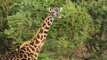Giraffe Giraffa camelopardalis in Kruger National Park, South Africa. Amazing scene of row of cars on safari watching wild animals shot from drone. Concept of wildlife, nature, africa.