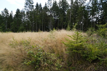 Forest dieback due to climate change, drought and storms and deforestation