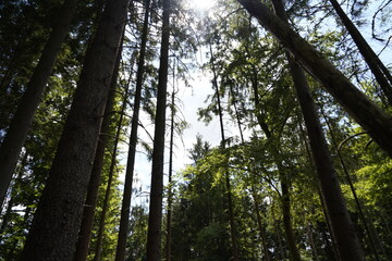 Forest dieback due to climate change, drought and storms and deforestation