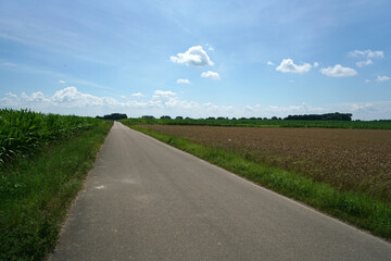 Fototapeta na wymiar Corn field in summer with blue sky and grain