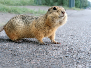 Naklejka na ściany i meble Prairie dog going out to the highway. Wild animals on the highway. Dangerous for wildlife