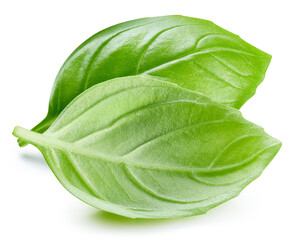 Basil leaf isolated on white background
