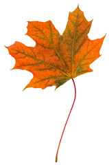 Yellow-green maple leaf. Isolated transparent, transparent background.
