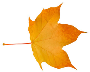 Yellow and orange fallen maple leaf isolated on a transparent background.