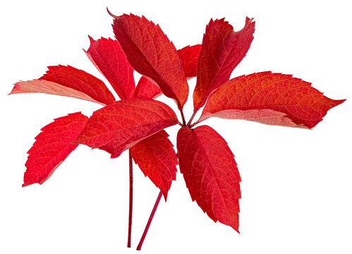 The red leaves of the Virginia creeper. Autumn red leaves.