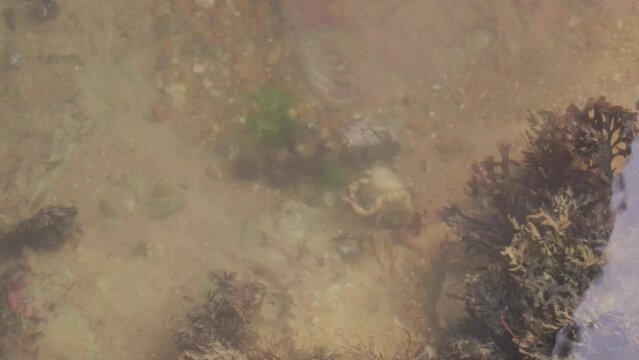 Coquillages et carcasse de crabe sous l'eau