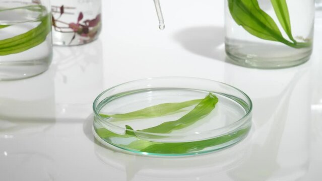Transparent liquid is dropped into a glass petri dish containing green seaweed. White background. Seaweed is ideal for dry and aging skin types
