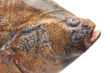 Fish halibut isolated on white background