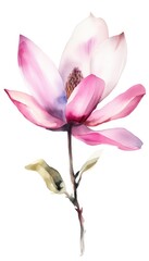 pink magnolia flower