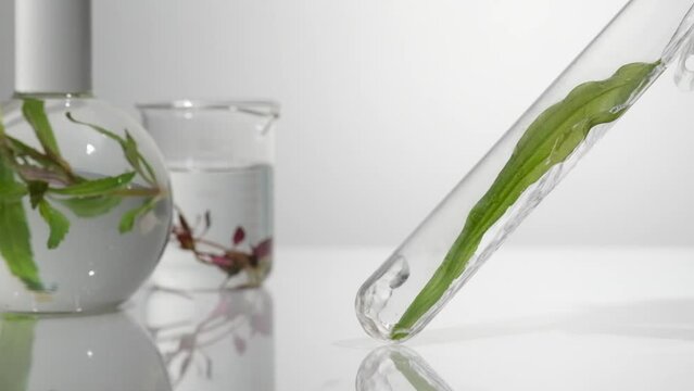 Water is pouring into a test tube of fresh seaweed. A flat bottom flask and a beaker of seaweed are blurred as background. Seaweed is full of humectants