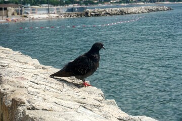 Black pigeon on the stone wall of the city, Old Budva, Montenegro