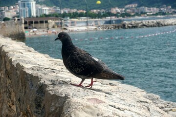 Black pigeon on the stone wall of the city, Old Budva, Montenegro