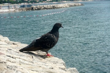 Black pigeon on the stone wall of the city, Old Budva, Montenegro