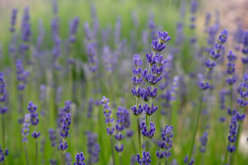 Lavender , Isparta Lavender ,. Lavender oil, Flowers,  Lavender garden, Flowers